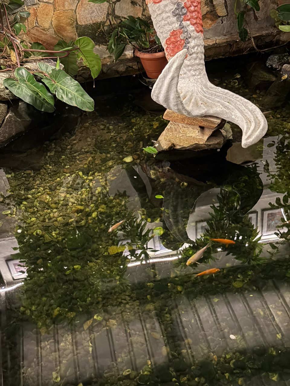 Fish pond
